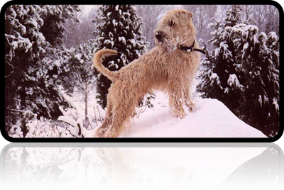 Auddglyn-Charlie.jpg