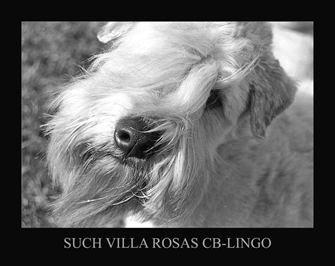 CH-Villa-Rosas-CB-Lingo.gif