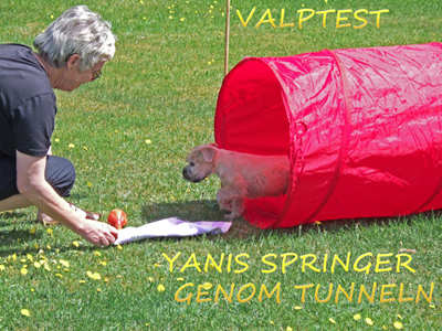 Valptest-Yanis-genom-tunnel.jpg