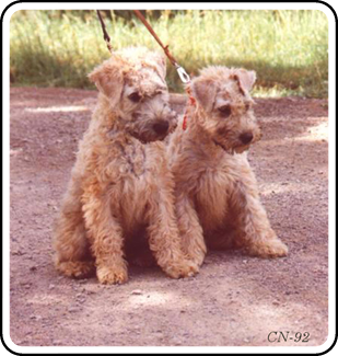 valpbild-Gareth-Kathy-2.jpg