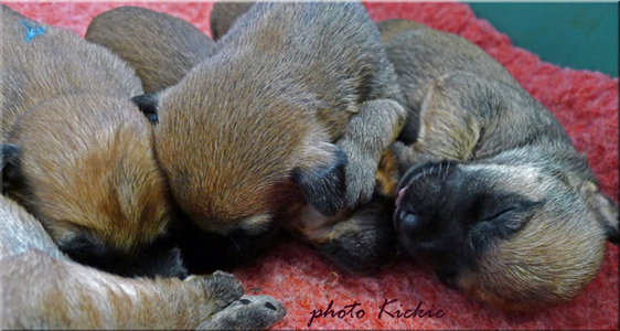 A3-10days-sleeping-puppies.jpg