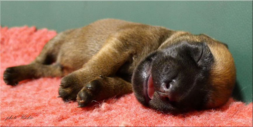 A3-5days--sleeping-puppy.jpg