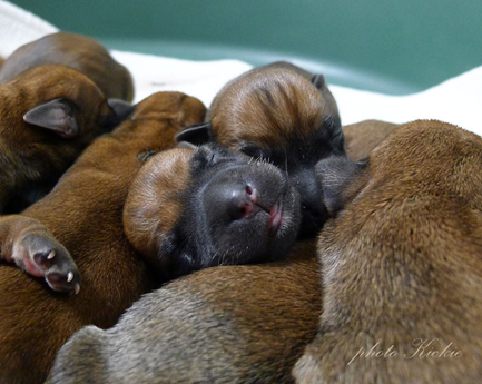 A3-Sleepin-puppies.jpg