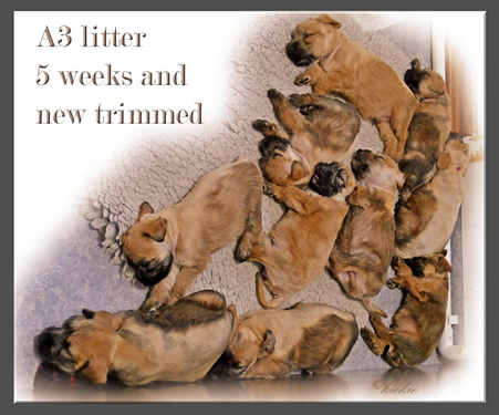 A3-litter-5-weeks-new-trimm.jpg