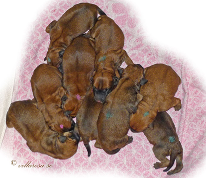 A3-newborn-9-pups.jpg