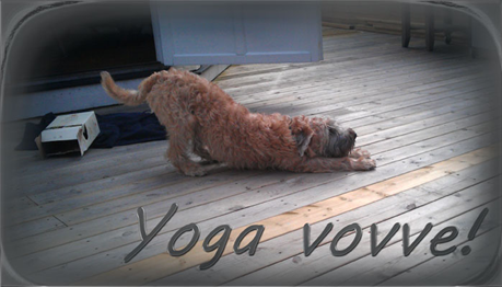 Nelson-yoga-vovve.jpg