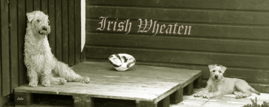 Banner-Irish-Wheaten.gif