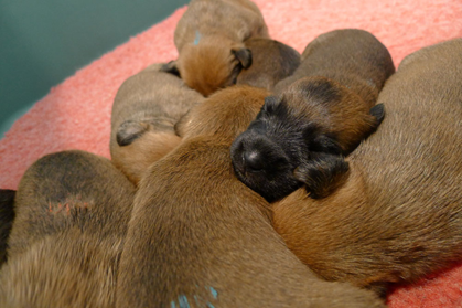 F3-2v-a-pile-of-puppies-2.jpg