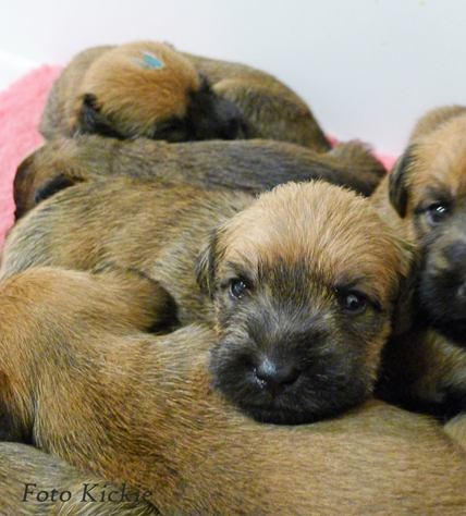 F3-35v-A-pile-of-puppies.jpg