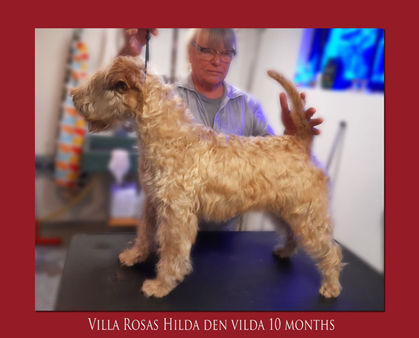 Villa-rosas-Hilda-10-months.jpg