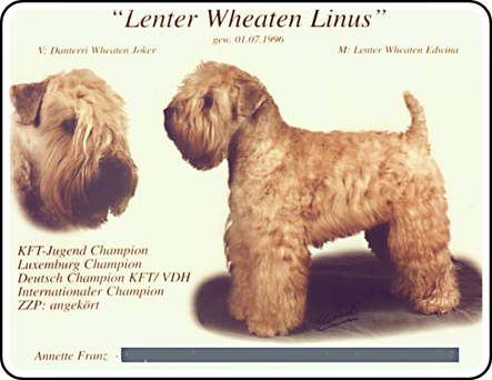 Lenter-Wheaten-Linus.jpg