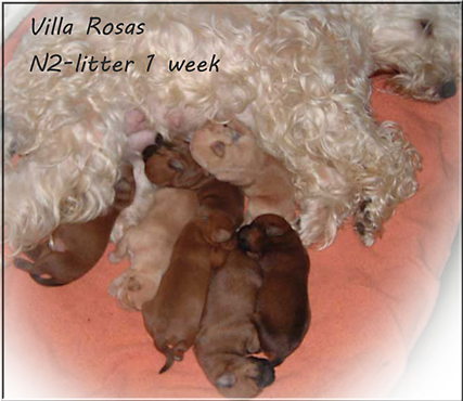 Villa-Rosas-N2-litter-1-wee.jpg