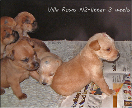 Villa-Rosas-N2-litter-3-wee.jpg