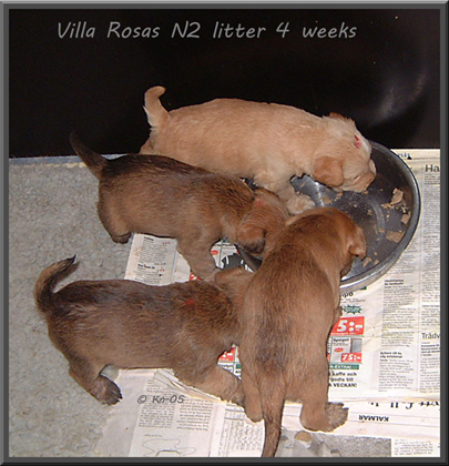 Villa-Rosas-N2-litter-4-wee.jpg