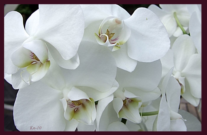 Orkide1.jpg