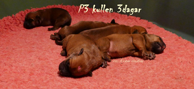 P3-3dagar-4.jpg