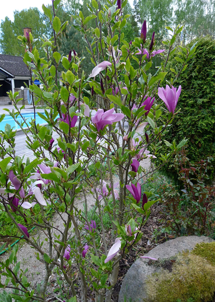 Magnolia-Susanna.jpg
