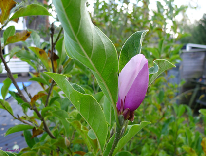 Magnolia-okt-11.jpg