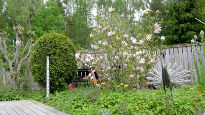 Magnolian-maj-15.gif