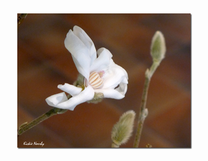 Vit-Magnolia-naerbild.jpg