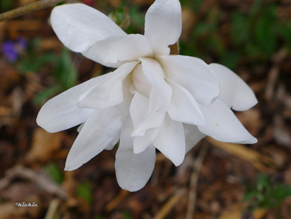 Vit-magnolia-13.jpg