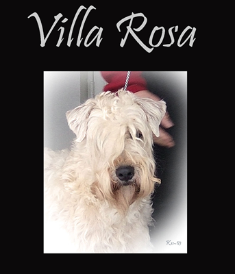 Villa-Rosa-2.jpg