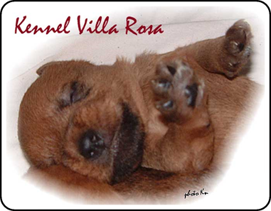Villa-Rosa-puppy.jpg