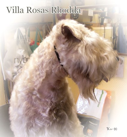 Villa-Rosas-Rhodda-2010.jpg