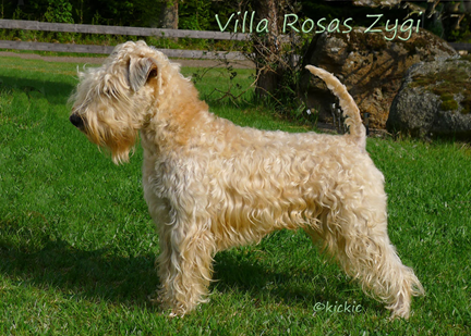 Villa-Rosas-Zygi-2-years.jpg