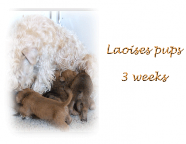 laises-pups-3-weeks