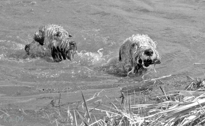 swimming-dogs-sv.jpg